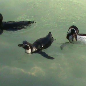 Humboldt penguins 211010