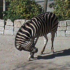 Chapman's zebra 211010