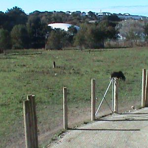 African savannah exhibit 211010