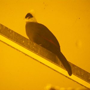 White-crested turaco at Blackbrook Zoo, 13 November 2010