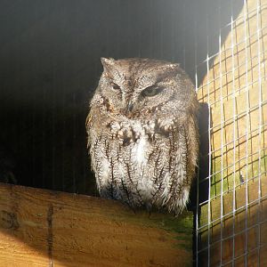 Western screech owl at Blackbrook Zoo, 13 November 2010