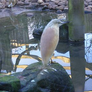 Heron at Blackbrook Zoo, 13 November 2010