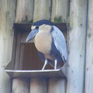 Boat-billed heron at Blackbrook Zoo, 13 November 2010