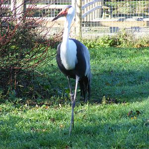 Wattled crane at Blackbrook Zoo, 13 November 2010