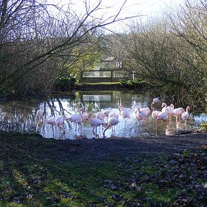 Greater flamingoes at Blackbrook Zoo, 13 November 2010