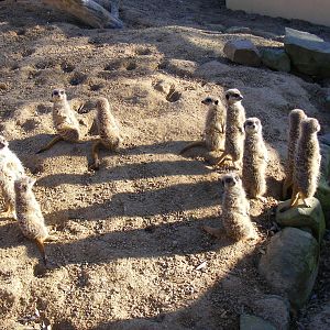 Meerkats at Blackbrook Zoo, 13 November 2010