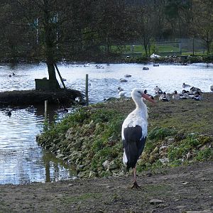 White stork at Blackbrook Zoo, 13 November 2010