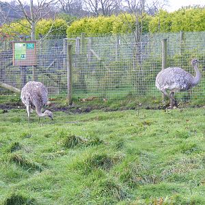 Darwin's rheas at Blackbrook Zoo, 13 November 2010