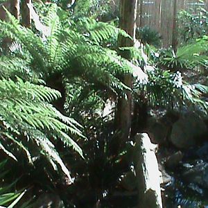 fishing cat enclosure 211010