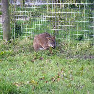 Parma wallaby at Blackbrook Zoo, 13 November 2010