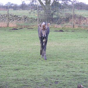 Nilgai at Blackbrook Zoo, 13 November 2010