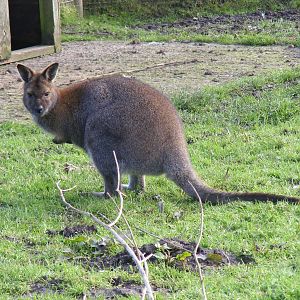 Bennett's wallaby at Blackbrook Zoo, 13 November 2010