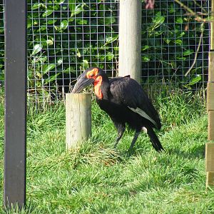 Southern ground hornbill at Blackbrook Zoo, 13 November 2010