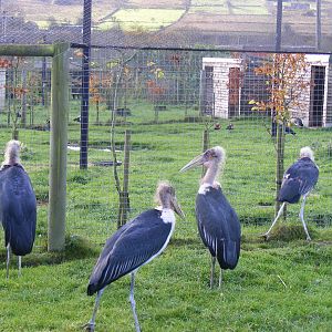 Marabou storks at Blackbrook Zoo, 13 November 2010