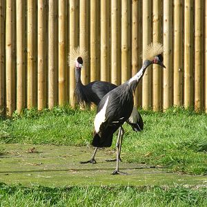 Black-necked crowned cranes at Blackbrook Zoo, 13 November 2010