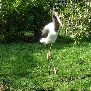 Saddle-billed stork at Blackbrook Zoo, 13 November 2010