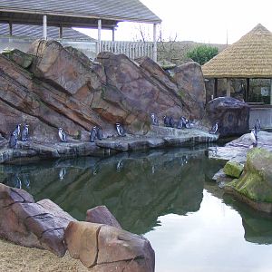 Humboldt's penguins at Blackbrook Zoo, 13 November 2010