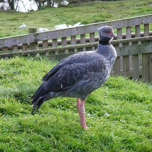 Crested screamer at Blackbrook Zoo, 13 November 2010