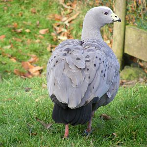 Cereopsis goose at Blackbrook Zoo, 13 November 2010