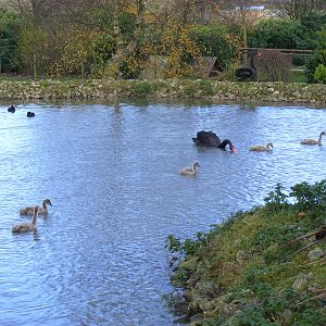 Black swans with cygnets at Blackbrook Zoo, 13 November 2010