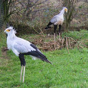 Secretary birds at Blackbrook Zoo, 13 November 2010
