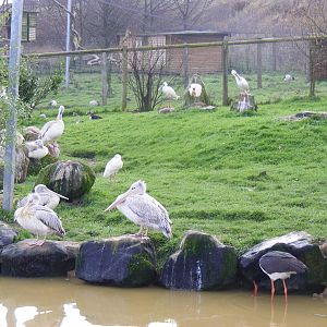 Black stork, African spoonbills and pink-backed pelicans at Blackbrook Zoo,