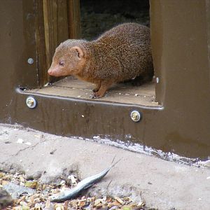 Dwarf mongoose at Blackbrook Zoo, 13 November 2010