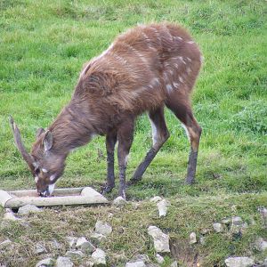 Western sitatunga at Blackbrook Zoo, 13 November 2010