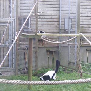 Black and white ruffed lemurs at Blackbrook Zoo, 13 November 2010