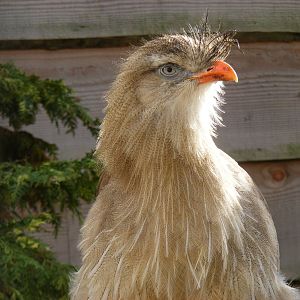 Crested seriema at Blackbrook Zoo, 13 November 2010