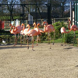 Caribbean flamingoes at Blackbrook Zoo, 13 November 2010