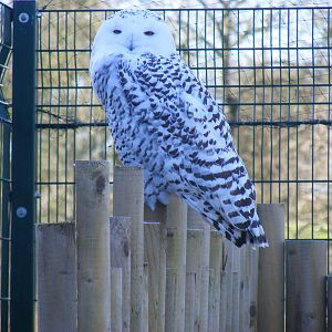 Snowy owl at Blackbrook Zoo, 13 November 2010