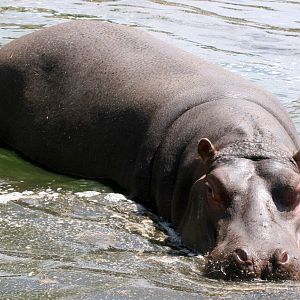 Hippopotamus; Whipsnade; 3rd July 2010