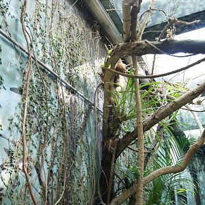 Rainforest tree and vines