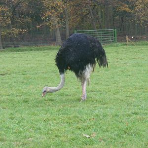 Ostrich at Woburn Safari Park, 14 November 2010