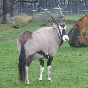 Gemsbok at Woburn Safari Park, 14 November 2010