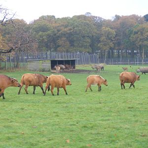 Congo buffaloes, common elands and Southern white rhinos at Woburn Safari P