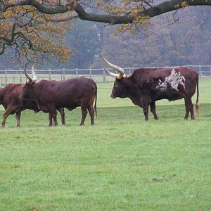 Ankole cattle at Woburn Safari Park, 14 November 2010