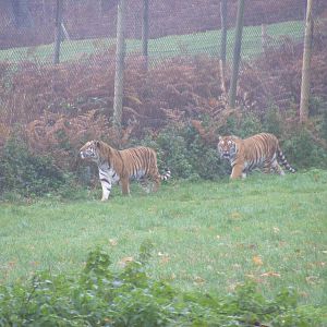 Amur tigers at Woburn Safari Park, 14 November 2010