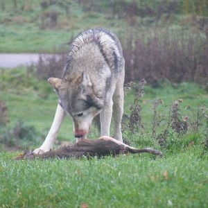 Canadian timber wolf at Woburn Safari Park, 14 November 2010