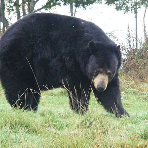 North American black bear at Woburn Safari Park, 14 November 2010