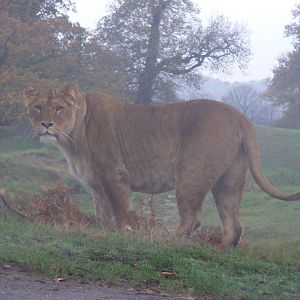 African lion at Woburn Safari Park, 14 November 2010