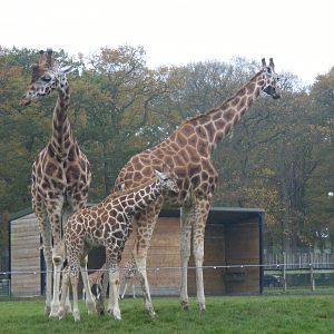 Rothschild's giraffes at Woburn Safari Park, 14 November 2010