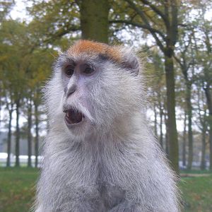 Patas monkey (on my car bonnet) at Woburn Safari Park, 14 November 2010
