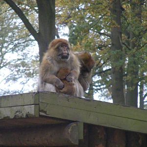 Barbary macaques at Woburn Safari Park, 14 November 2010