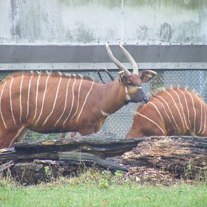 Eastern mountain bongoes at Woburn Safari Park, 14 November 2010