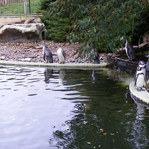 Humboldt's penguins at Woburn Safari Park, 14 November 2010