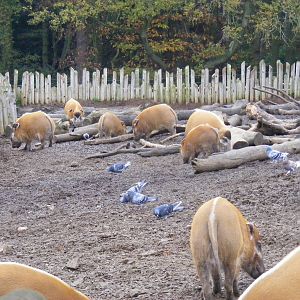 Red river hogs at Woburn Safari Park, 14 November 2010