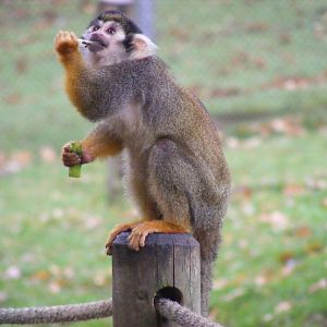 Squirrel monkey at Woburn Safari Park, 14 November 2010