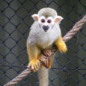 Squirrel monkey at Woburn Safari Park, 14 November 2010